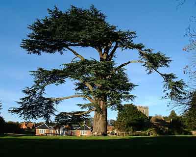 Old Cedars from South.